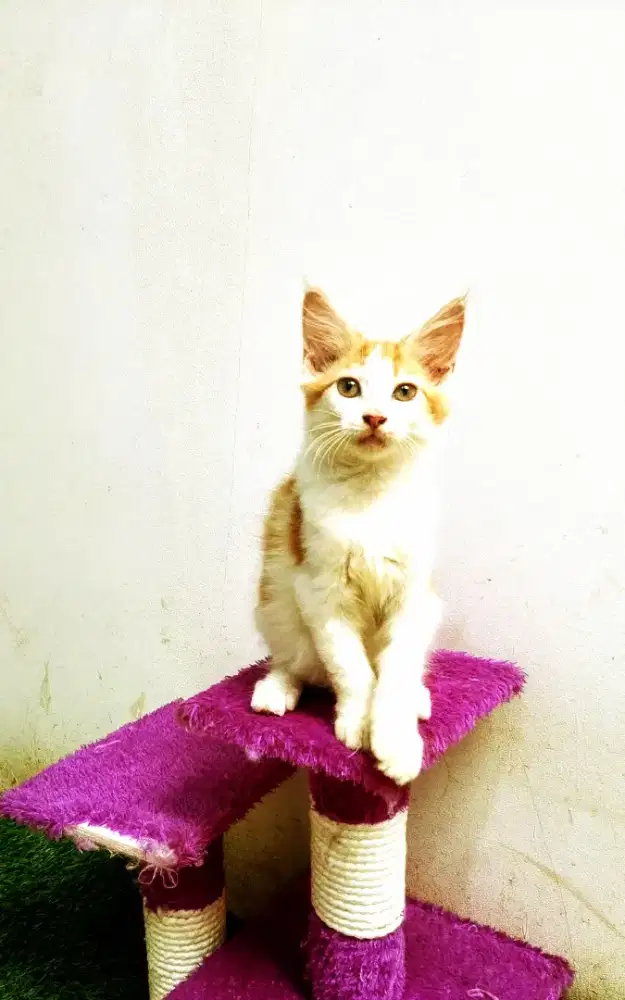 Kitten MaineCoon Jantan Pure No mix. Induk Ped Cfa show Quality