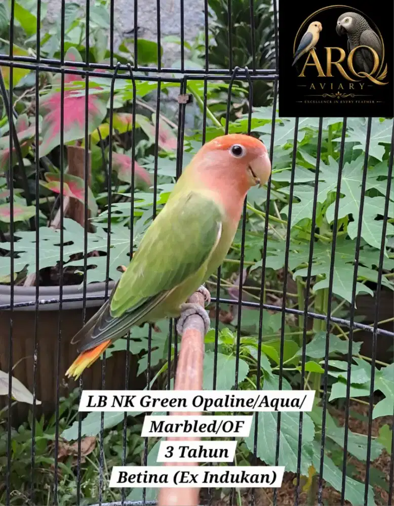 Lovebird Betina Dewasa Nonklep Green Opaline/Aqua/Marbled/OF