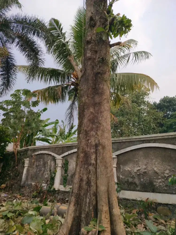 Dijual Kayu Jati Utuh