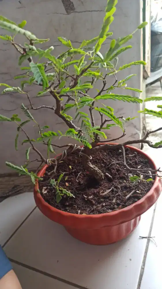 Bahan bonsai asem jawa tahapan small murmer
