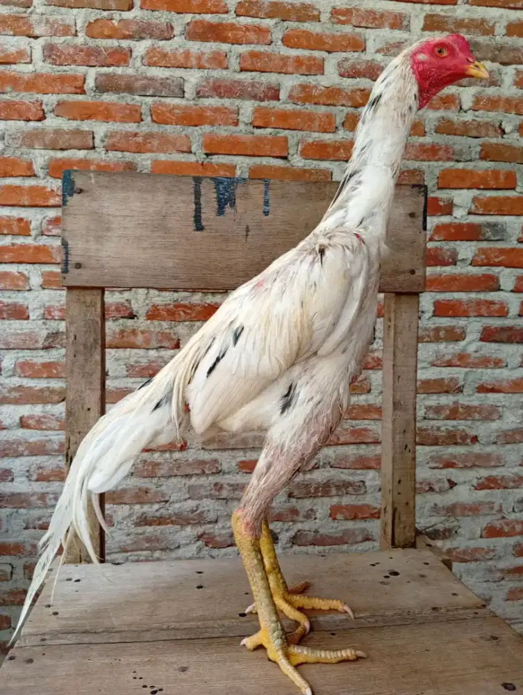 Ayam mangon jantan