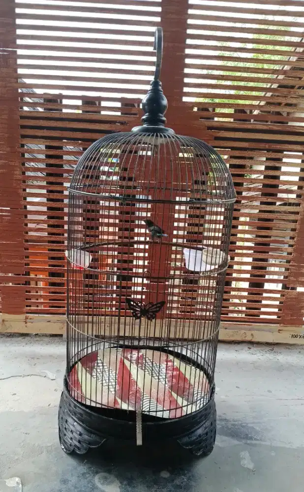 Fullset burung konin