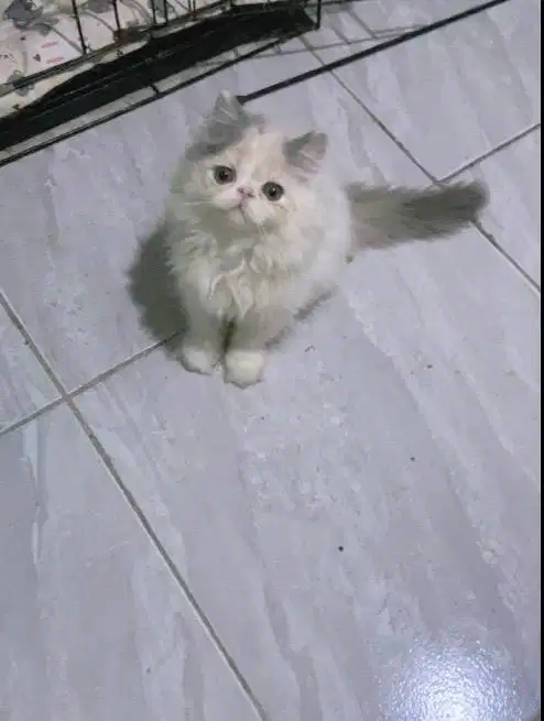 Kucing persia peaknose calico