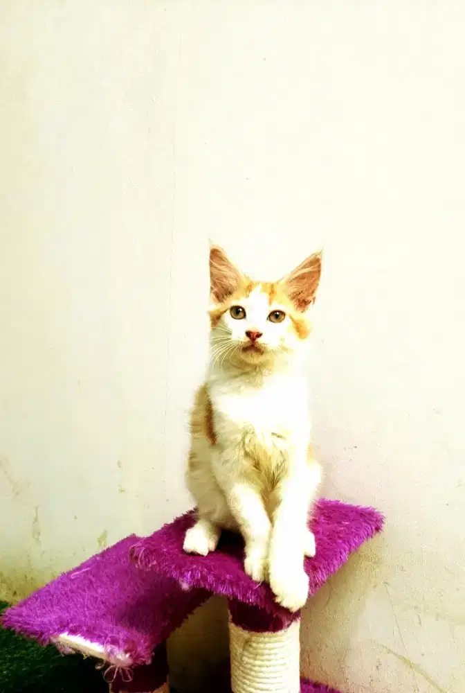 Kitten MaineCoon Jantan Pure No mix. Induk Ped Cfa Show Quality.