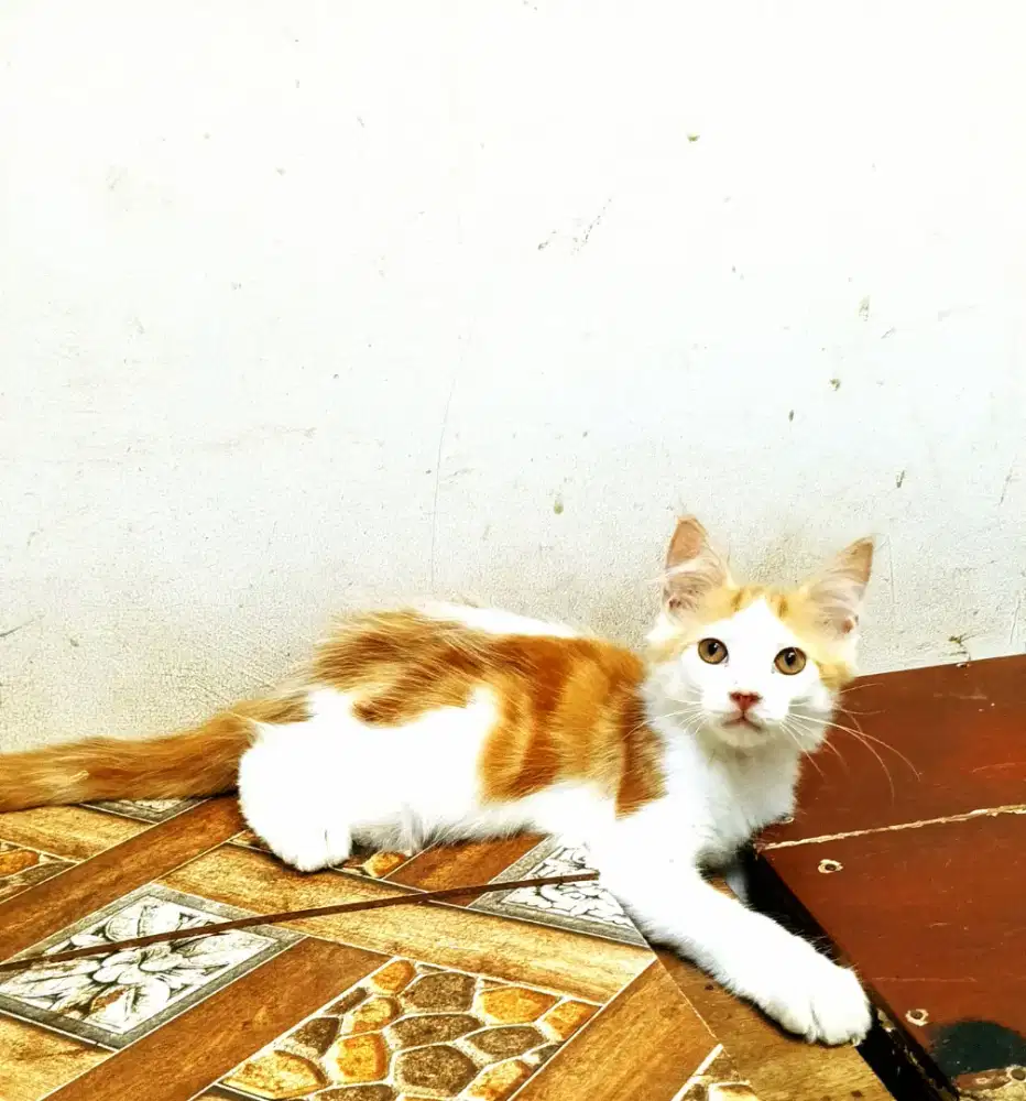 Kitten MaineCoon Jantan Pure No mix. Induk Ped Cfa Show Quality.