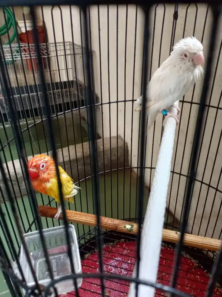 Lutino mm J dewasa x albino mm
B dewasa