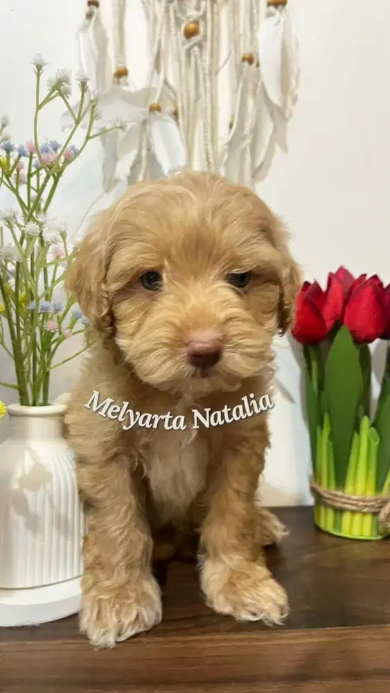 Anak anjing maltipoo F1B poodle