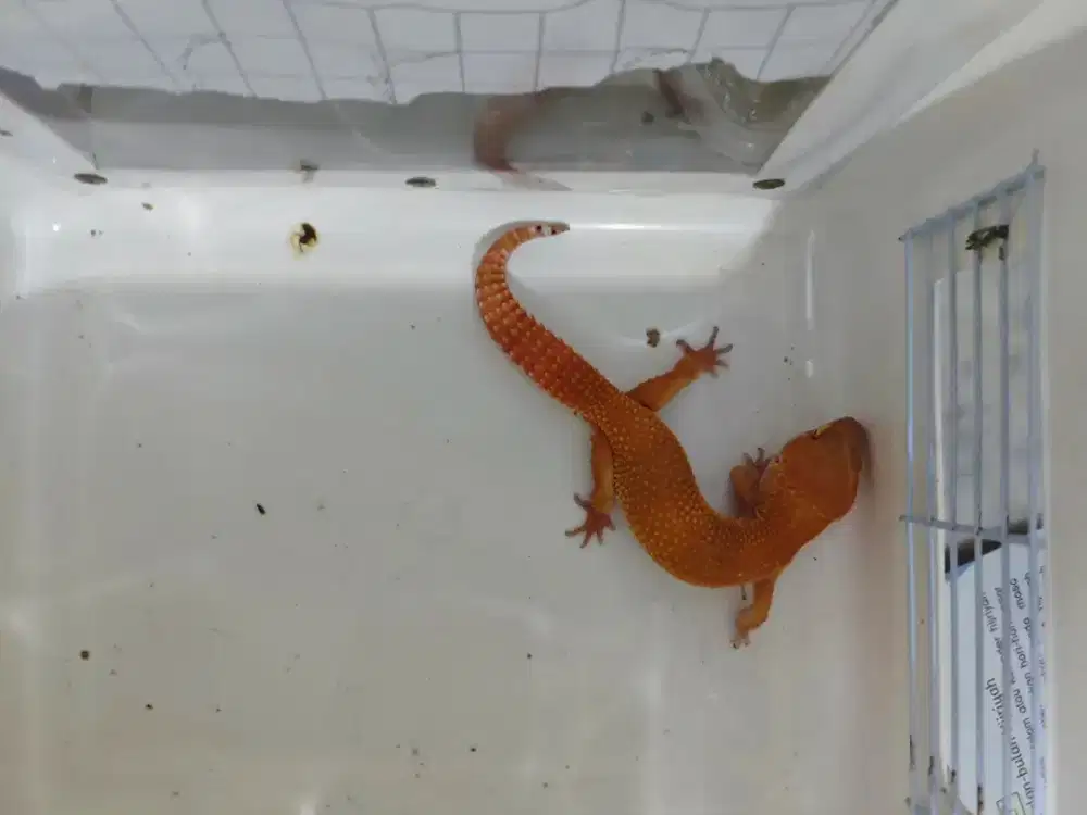 Dijual gecko lokasi Malang