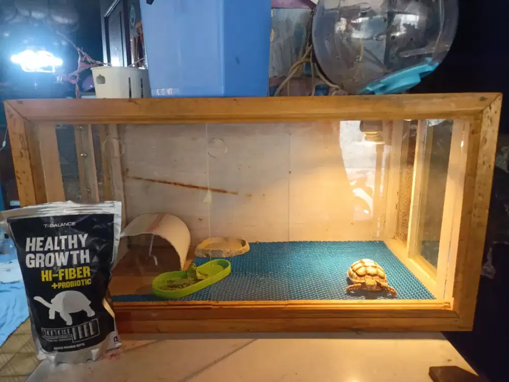 Kura Kura Sulcata + Terratarium