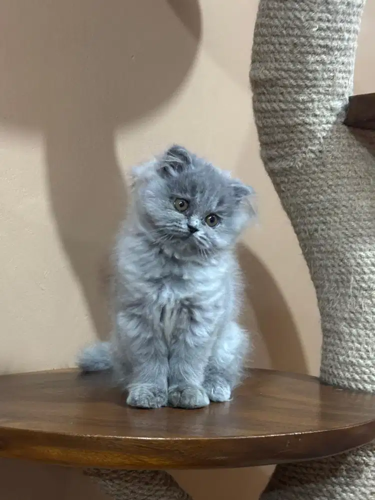 Patung Kitten Kucing British Longhair Scottish Fold Highland Fold
