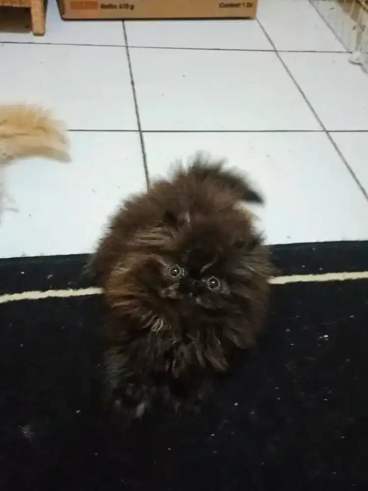 Kucing Persia Peaknose Black Tortie