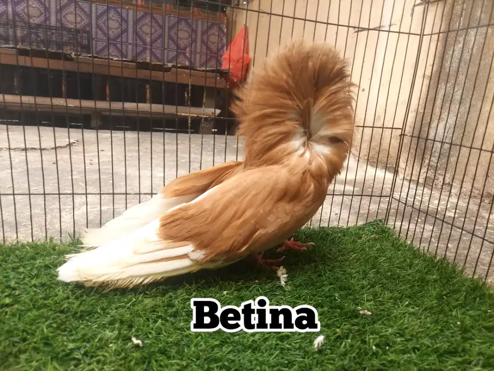 Merpati Hias Jacobin Betina Indukan.