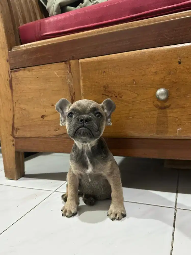 French Bulldog (Pure)