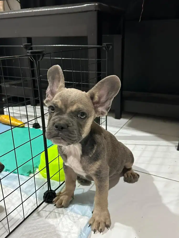 French Bulldog (Pure)