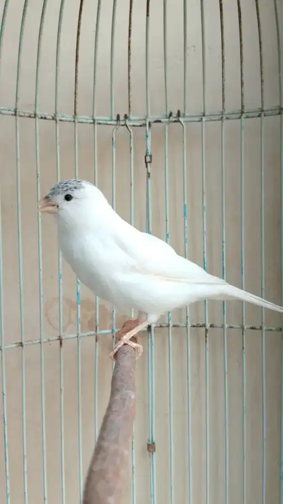 Kenari Spanish Timbrado x Lizard, Betina