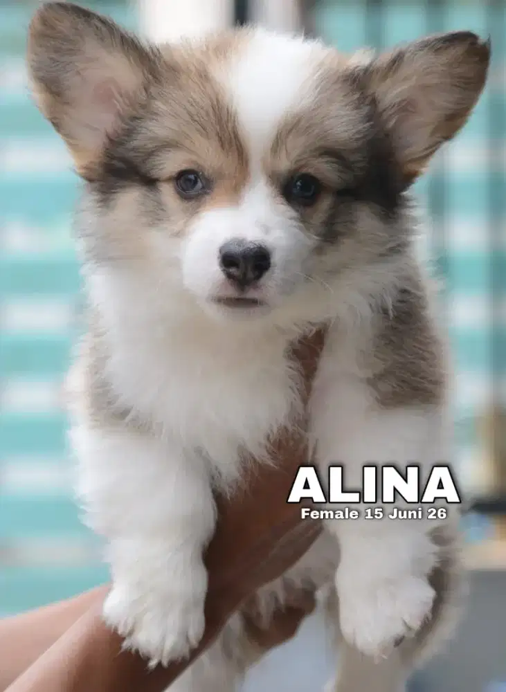 Corgi longhair sable betina •ALINA•