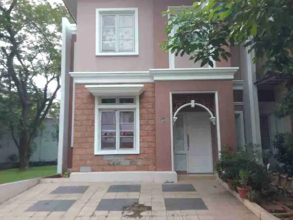 Langka Cluster Trimezia Super Panjang Gading Serpong