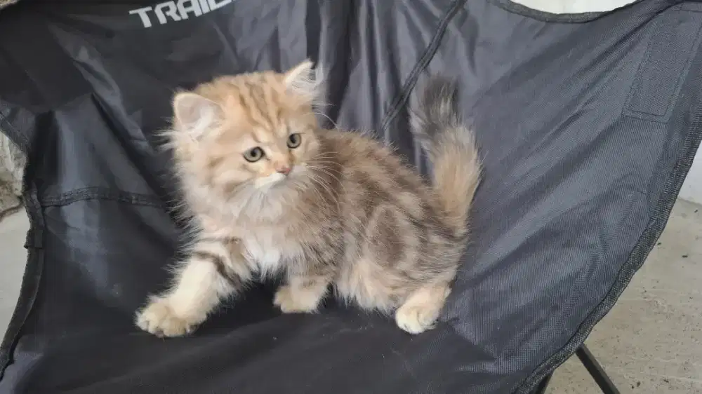 Kucing bsh blh line PED