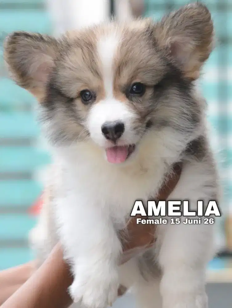 Corgi longhair sable betina •AMELIA•