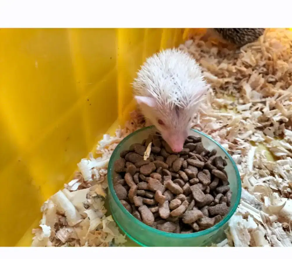 Landak mini albino jantan ( PROMO )