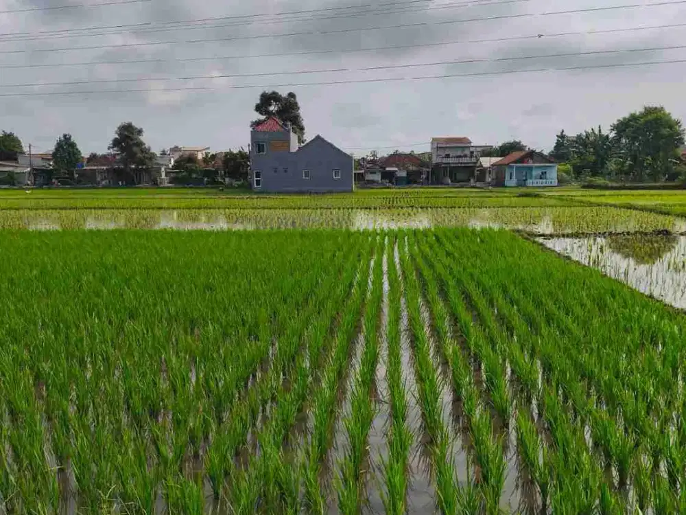 DIJUAL – Lahan Sawah Produktif 1.010 m² di Batujajar