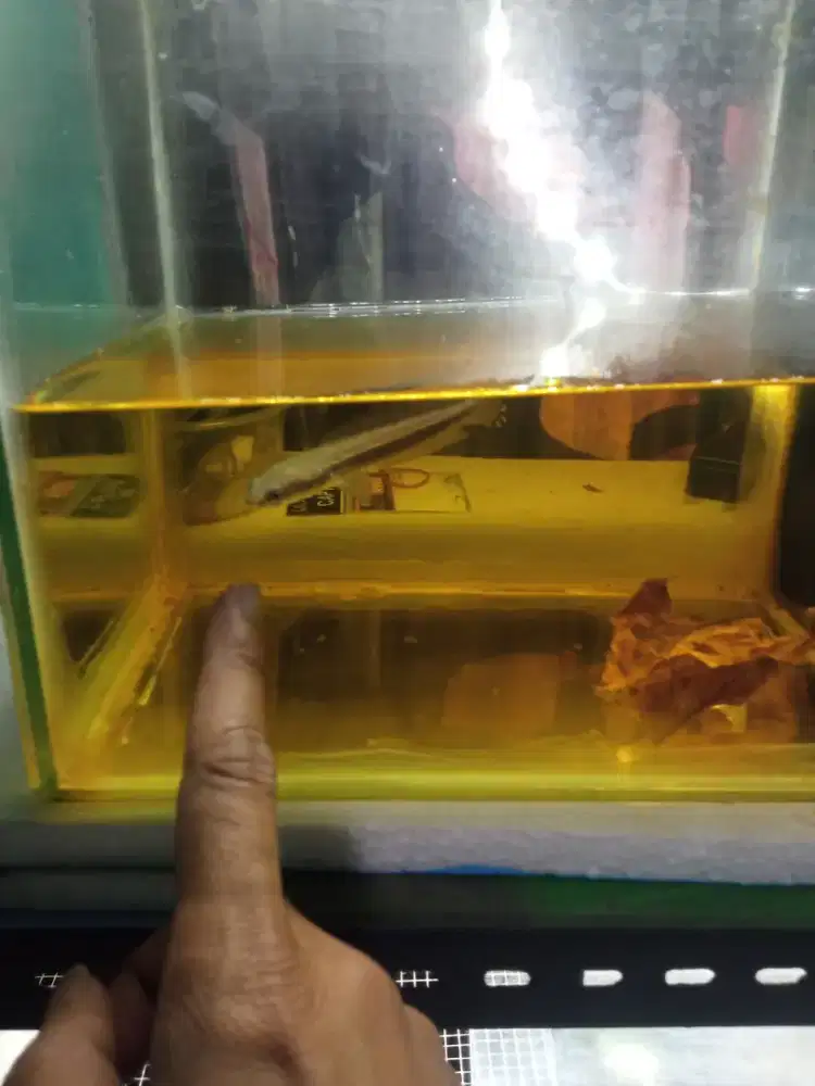 Chana yelow sentarum