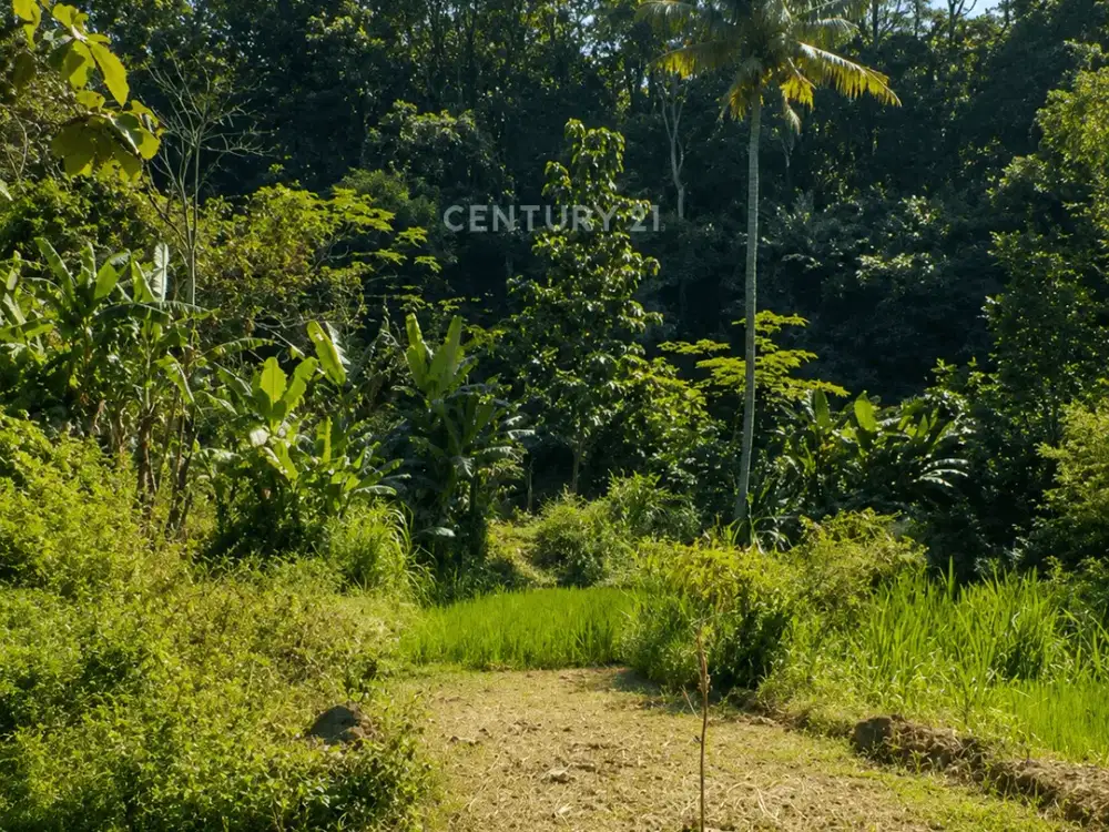 Tanah 1904m2 Di Prambanan Potensial Villa Dan Homestay