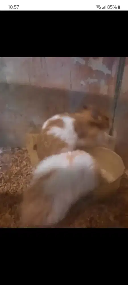 Hamster syirian