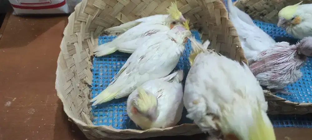 Parkit Australia Lutino Jinak & Manja | Siap Latih Free Fly & Berkicau