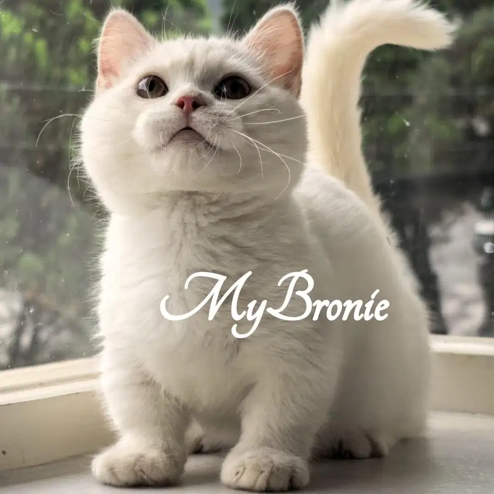 Kucing munchkin british shorthair jantan