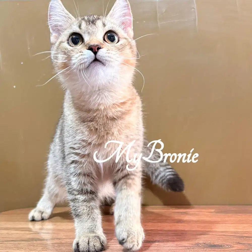 Kucing scottish straight black golden