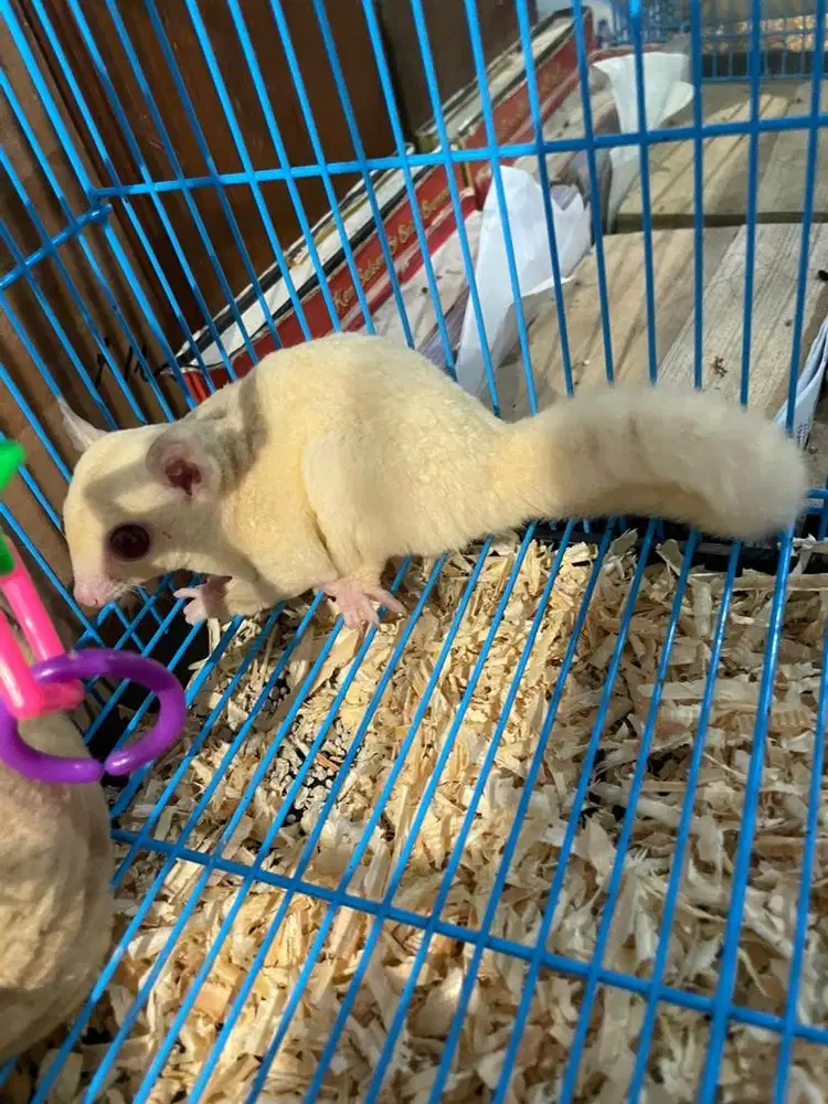 sugar glider creamino