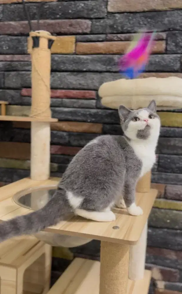 British Shorthair Bicolor Blue Import
