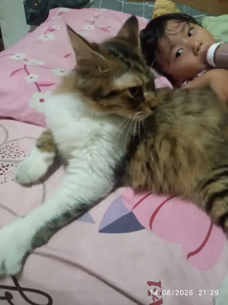 Kucing Calico Persia