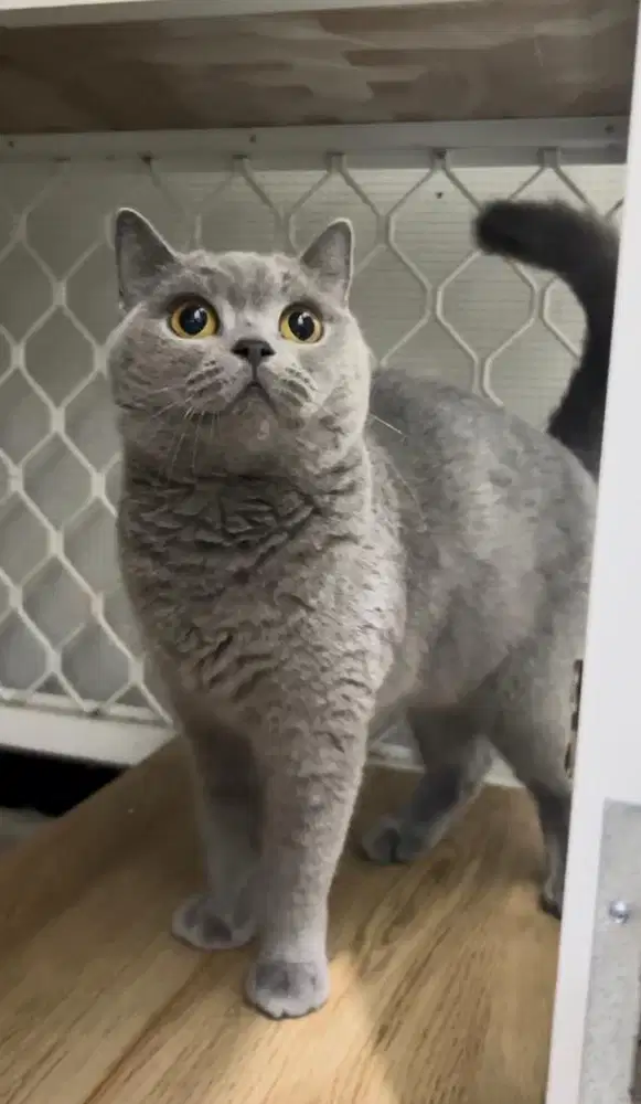 British Shorthair Blue Solid Pedigree