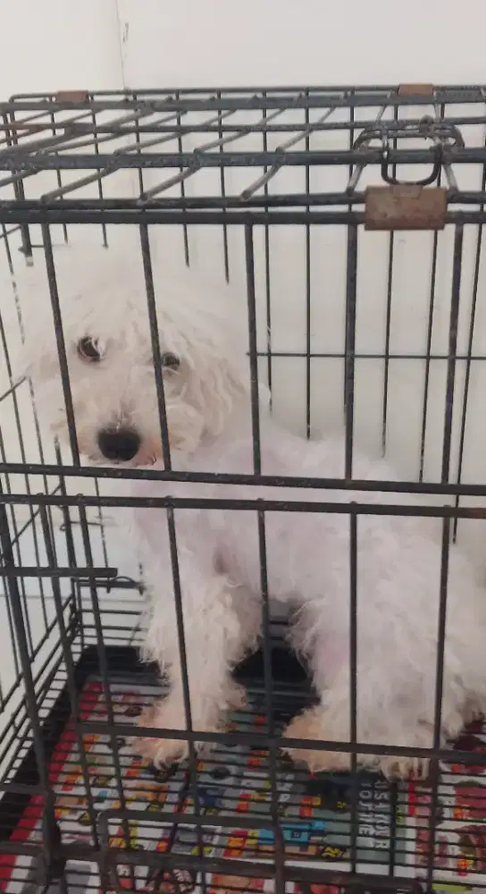 Jual Anjing Poodle