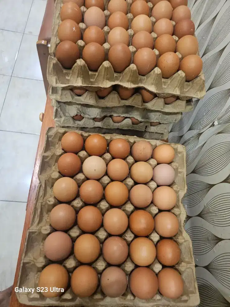 Telur ayam petelur original