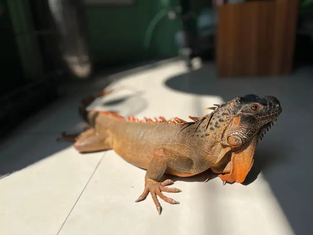 Iguana jantan 6th jinak red green