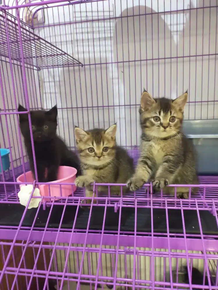 Kucing bsh British shorthair kitten 3 ekor borongan