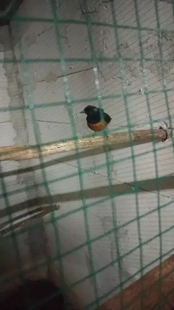 Burung murai cewean