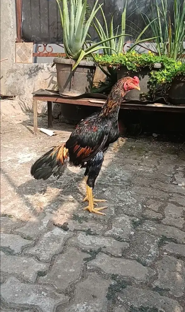 Ayam Bangkok Brazillian x Shamo