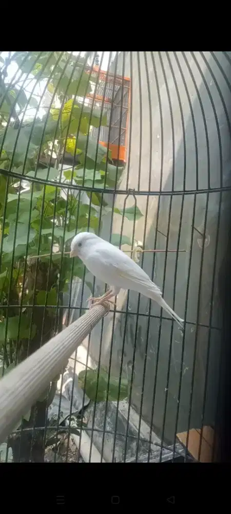 Betina AF siap ternak