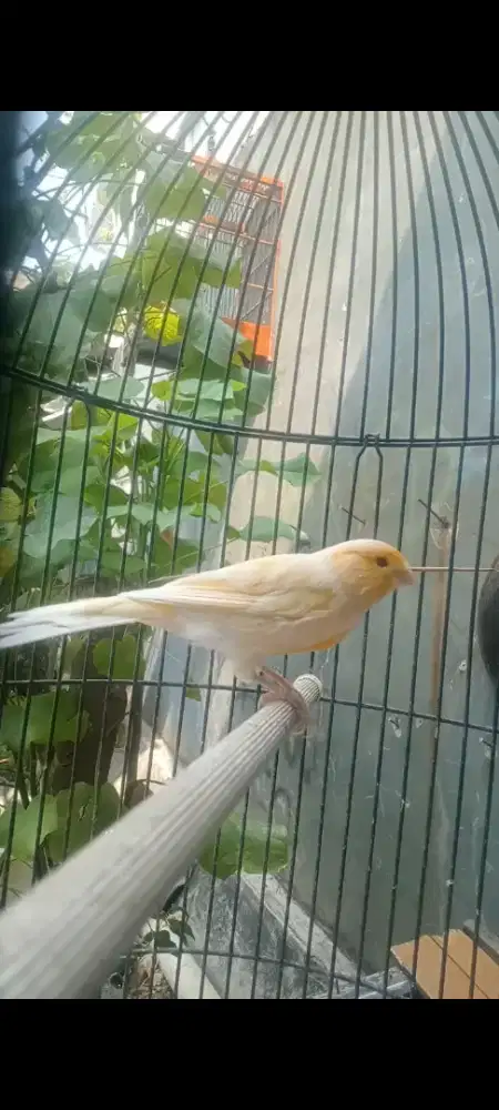 Betina AF Oren siap ternak