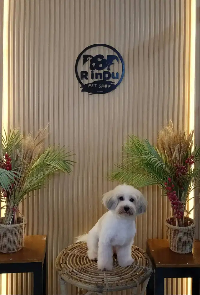 Maltipoo Polkadot