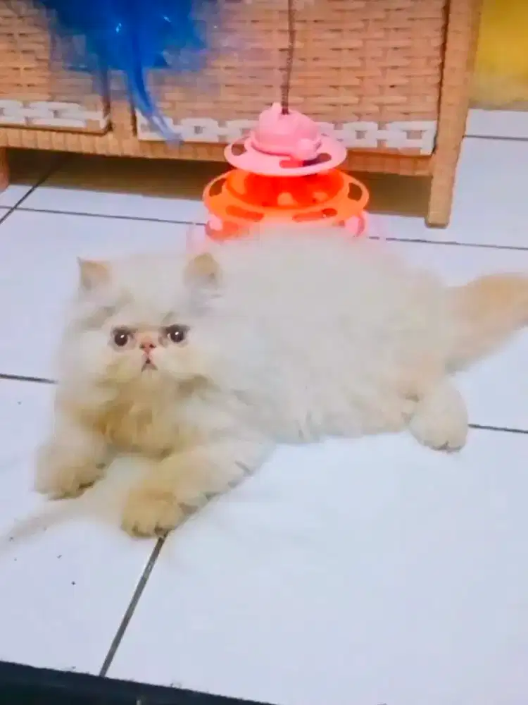 Kucing Himalaya Peaknose Jantan