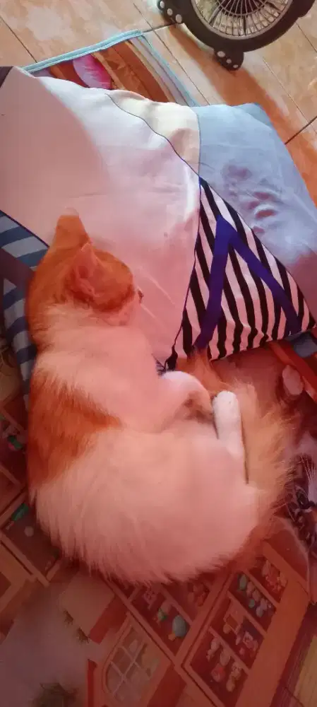 Cari yg mau adop Kucing