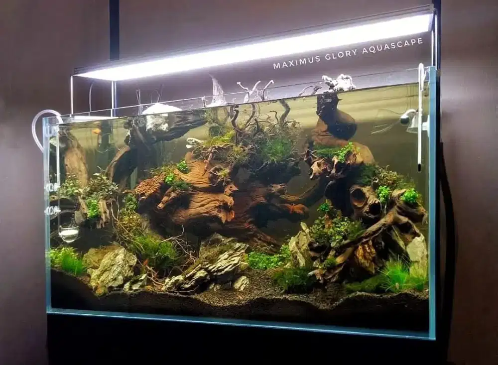 Di jual Rainforest aquascape fullset
