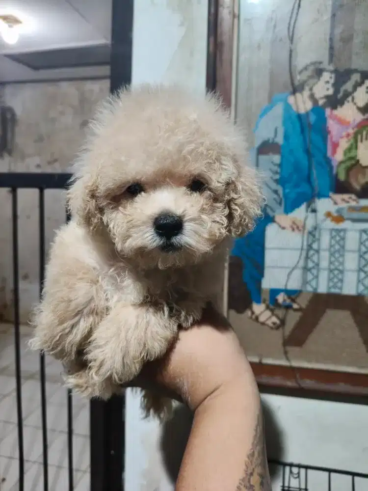 Poodle jantan, betina. Maltipo betina vaksin only