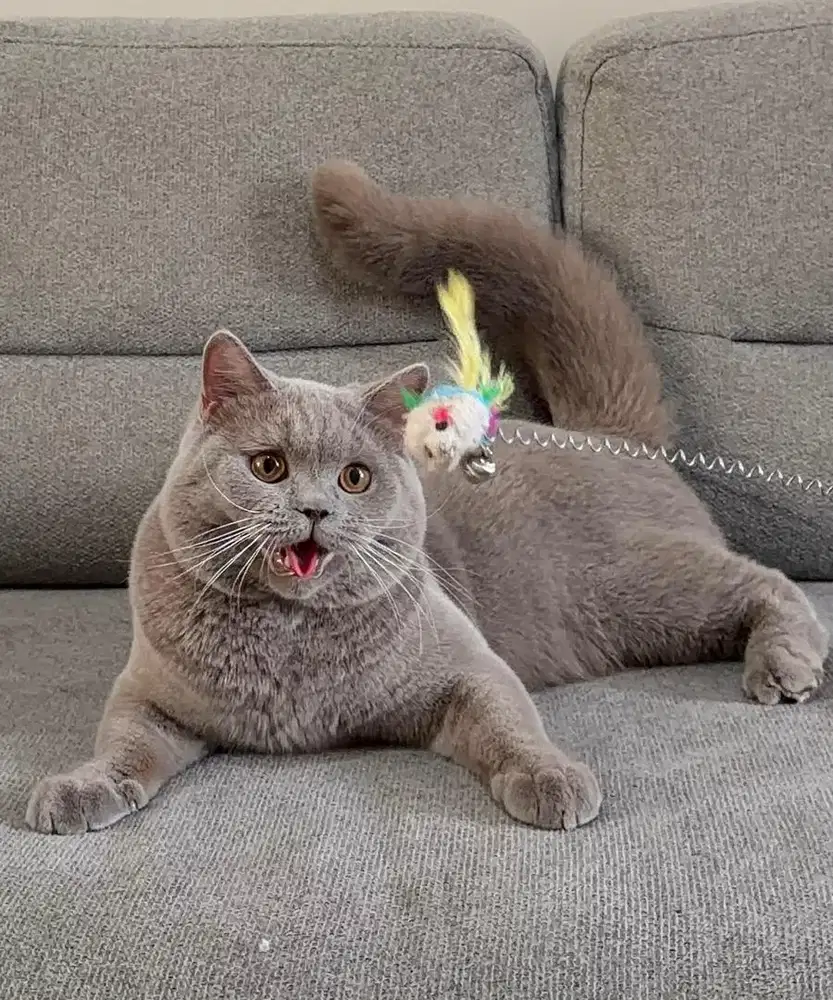 British shorthair pedigree