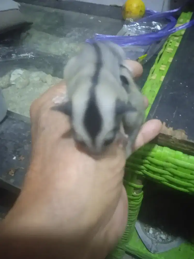 Sepasang Sugar Glider CG umur sekitar 10 bulan siap buat breading